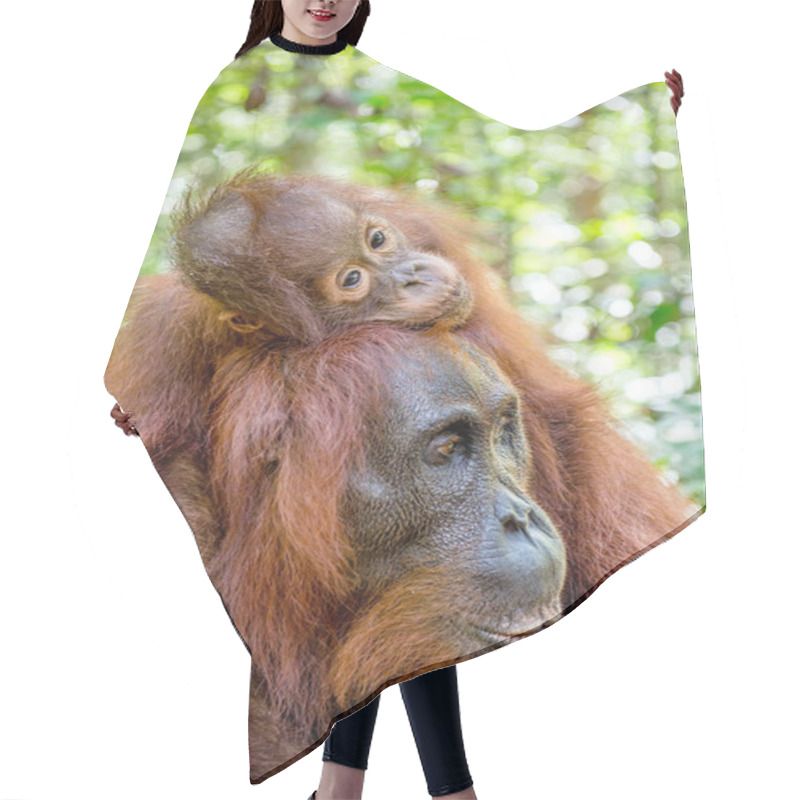 Personality  Baby Orangutan On Mother's Back Hair Cutting Cape