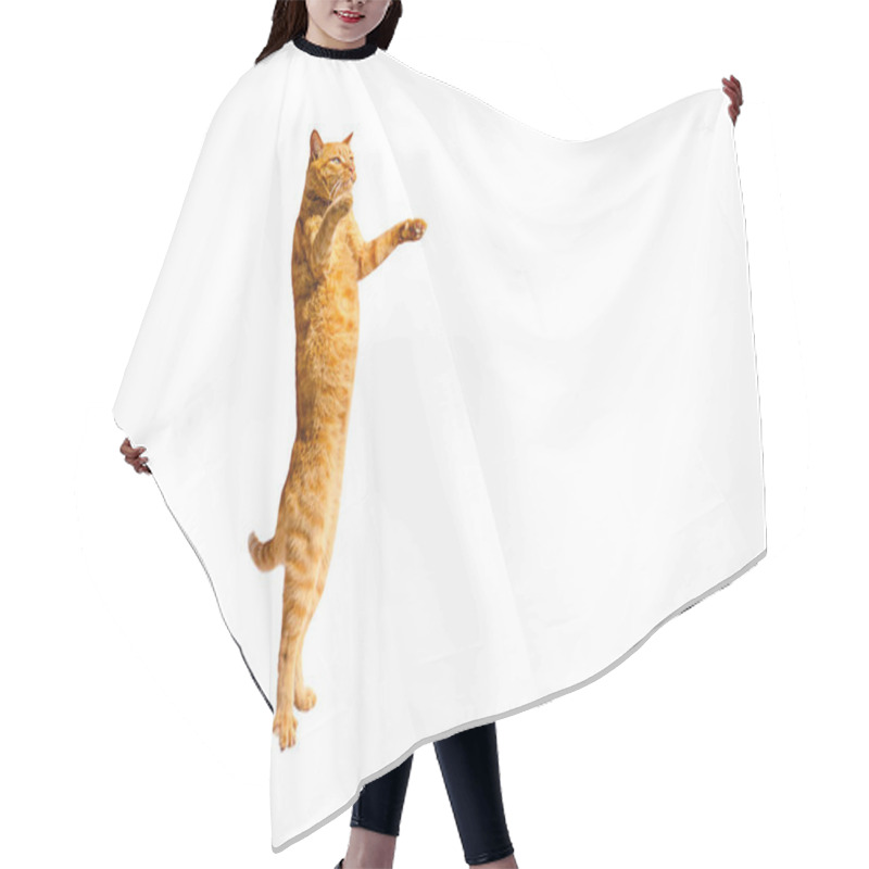 Personality  Ginger Pensive Cat Standing On Its Hind Legs Isolated On A White Background. Hair Cutting Cape