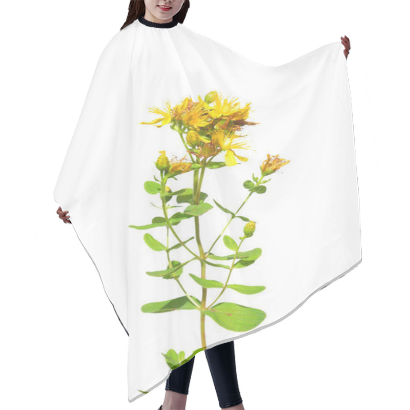 Personality  St Johns Wort (Hypericum Perforatum) Hair Cutting Cape