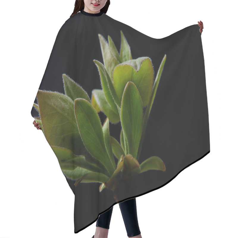 Personality  Closeup Shot Of Branch With Leaves Isolated On Black Background Hair Cutting Cape