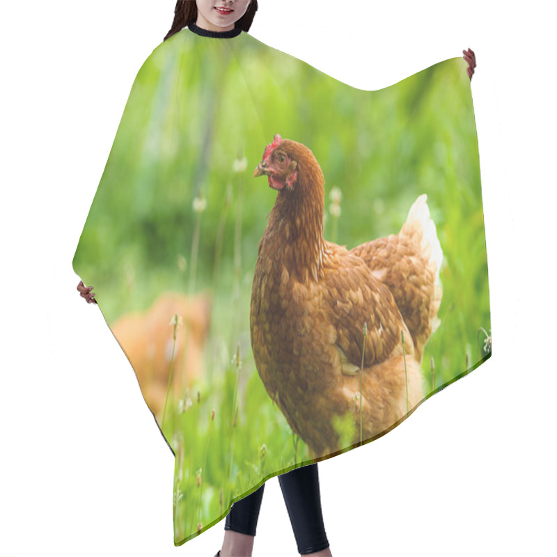 Personality  Chicken Hair Cutting Cape