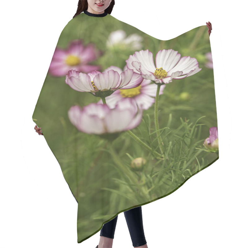 Personality  Pink Rimmed Cosmos Flowers In Full Bloom With Lush Green Background Hair Cutting Cape