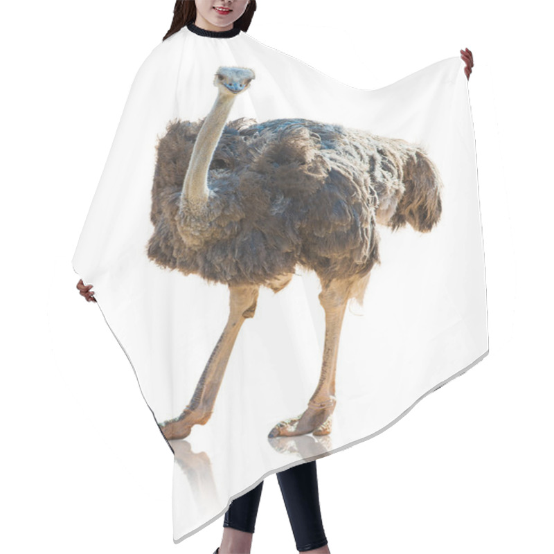 Personality  Portrait Of An Ostrich Hair Cutting Cape