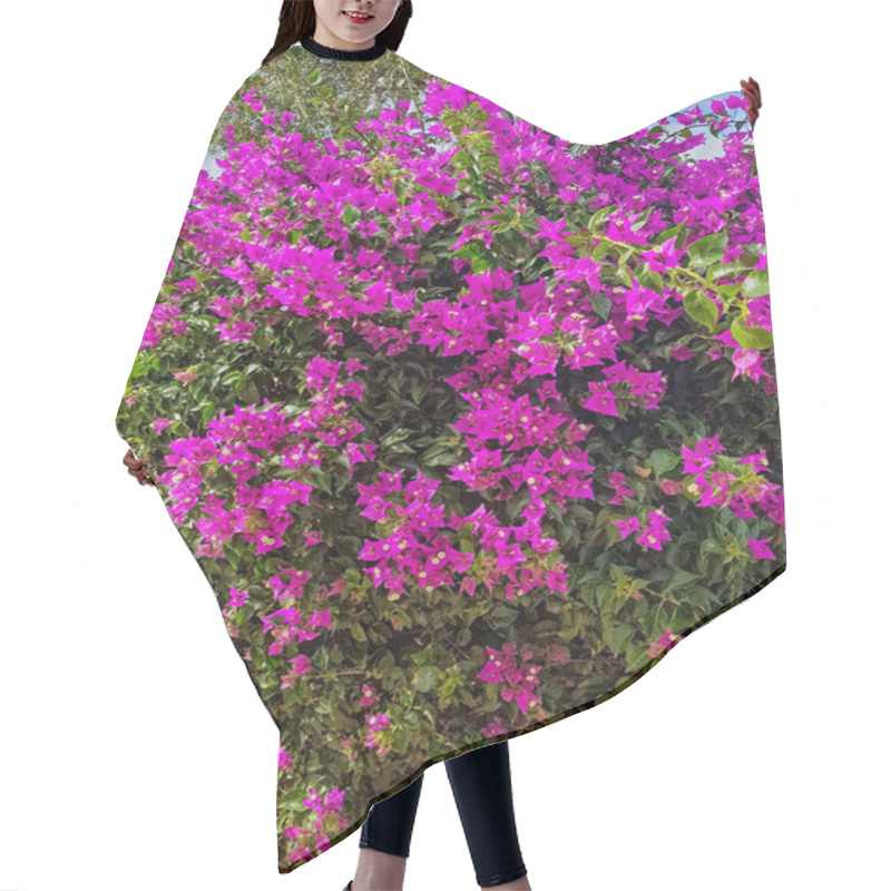 Personality  Bougainvillea Flower Flourishes In Full Bloom Against The Backdrop Of Its Green Leaves. This Vibrant Flower, With Its Rich Hues And Delicate Petals. Hair Cutting Cape