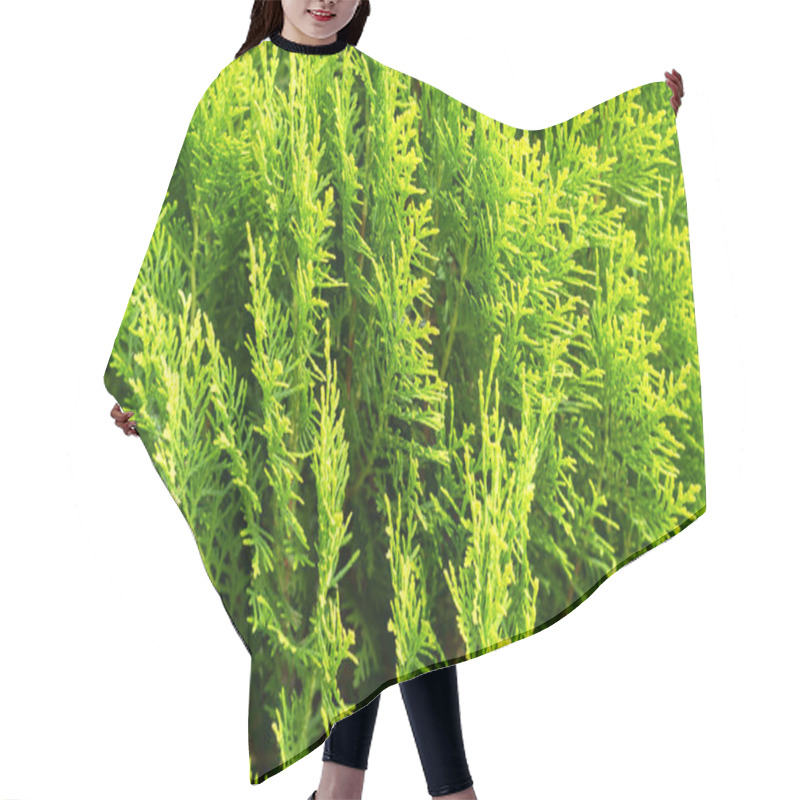 Personality  Close Up Green Leaves Of Thuja Trees Hair Cutting Cape