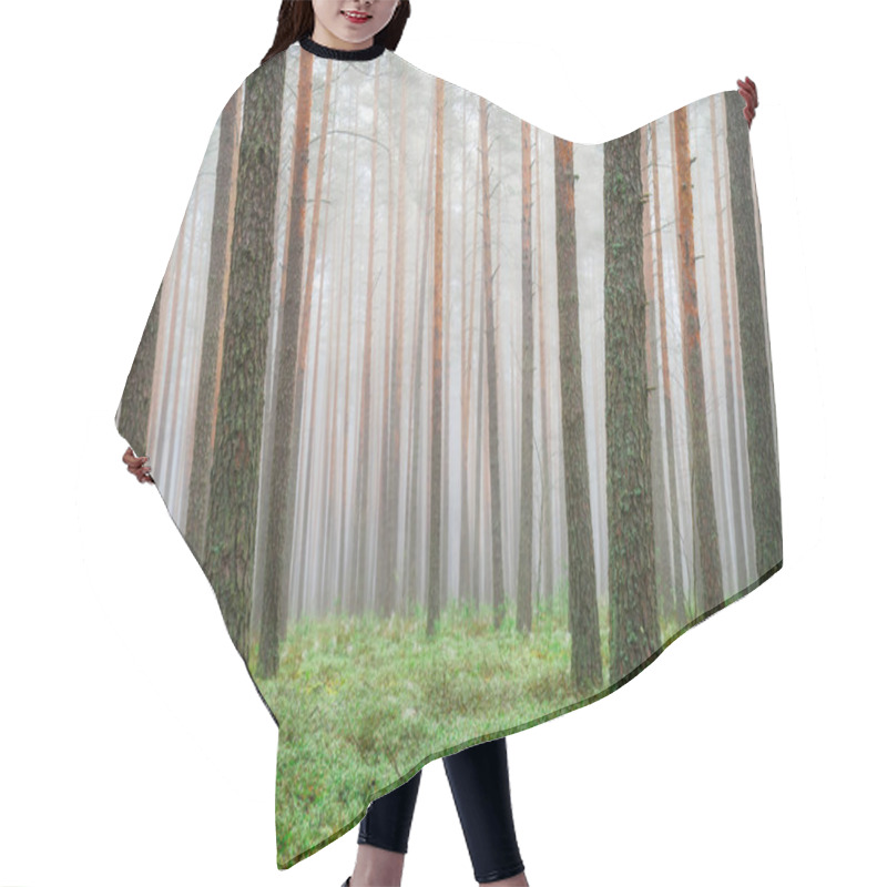 Personality  Clear Green Forest. Scenic Spring Landscape. Pine Trees In Woodland With Green Moss In Misty Morning. Picturesque Forest Background. Hair Cutting Cape