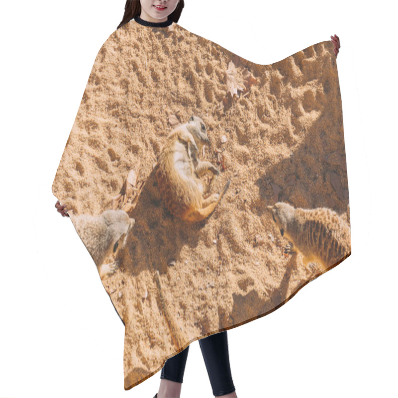 Personality  Funny Suricates Lazing On Warn Sand In Zoo, Barcelona, Spain Hair Cutting Cape