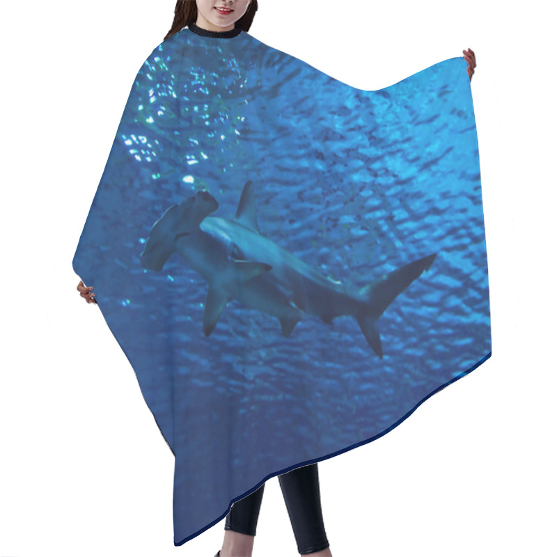 Personality  Hammerhead Shark Under Surface Hair Cutting Cape