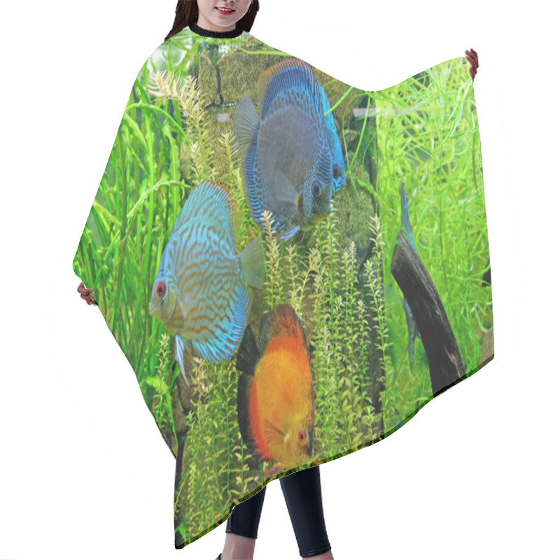 Personality  Underwater World - Exotic Fishes In An Aquarium Hair Cutting Cape