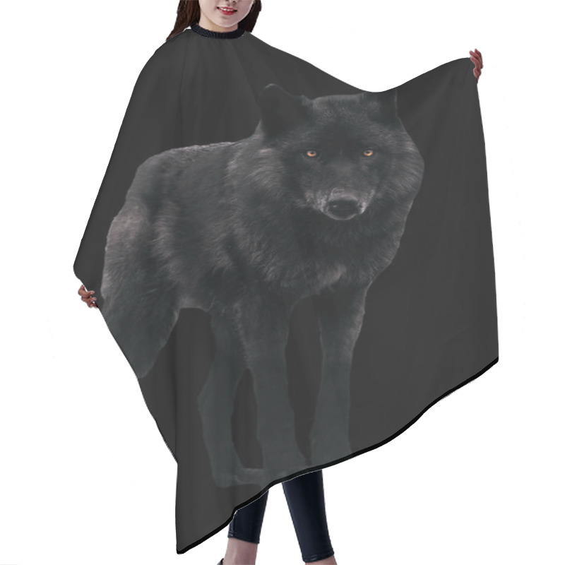 Personality  Black Wolf Looking At Camera Isolated On Black Hair Cutting Cape