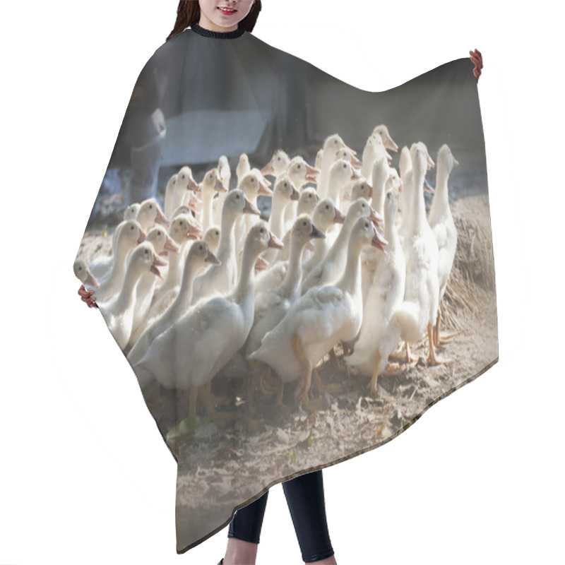 Personality  Group Of Ducks Hair Cutting Cape