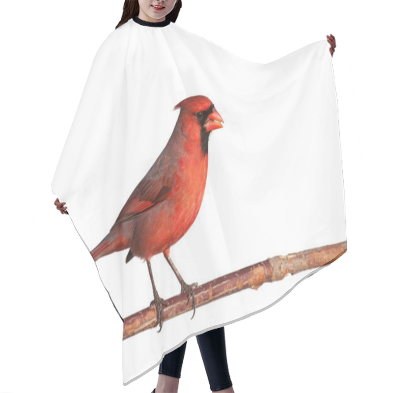 Personality  Cardinal Ona Cool Autumn Day Hair Cutting Cape