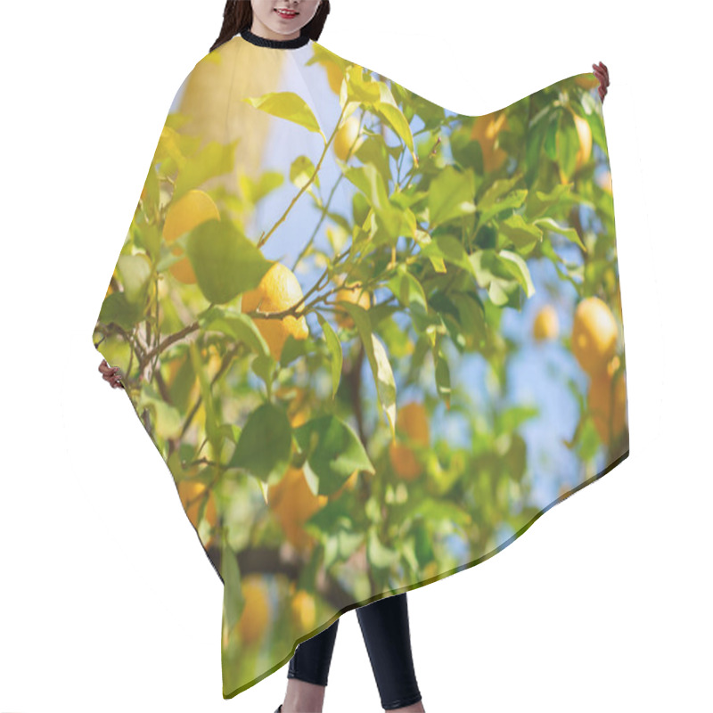 Personality  Lemon Tree With Ripe Fruits. Branch Of Fresh Ripe Lemons With Leaves In Sun Beams. Mediterranean Citrus Grove Hair Cutting Cape