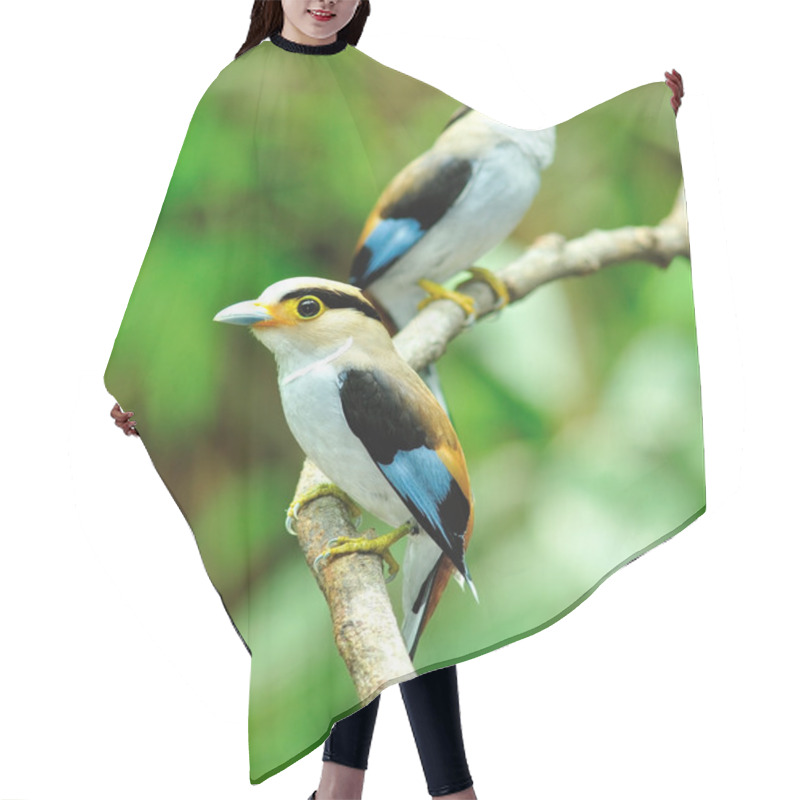 Personality  Silver-breasted Broadbill Bird Hair Cutting Cape