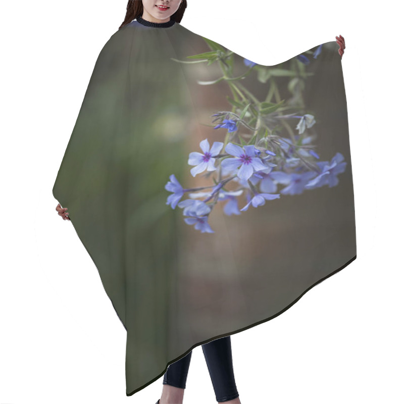 Personality  Beautiful Image Of Wild Blue Phlox Flower In Spring Overflowing  Hair Cutting Cape