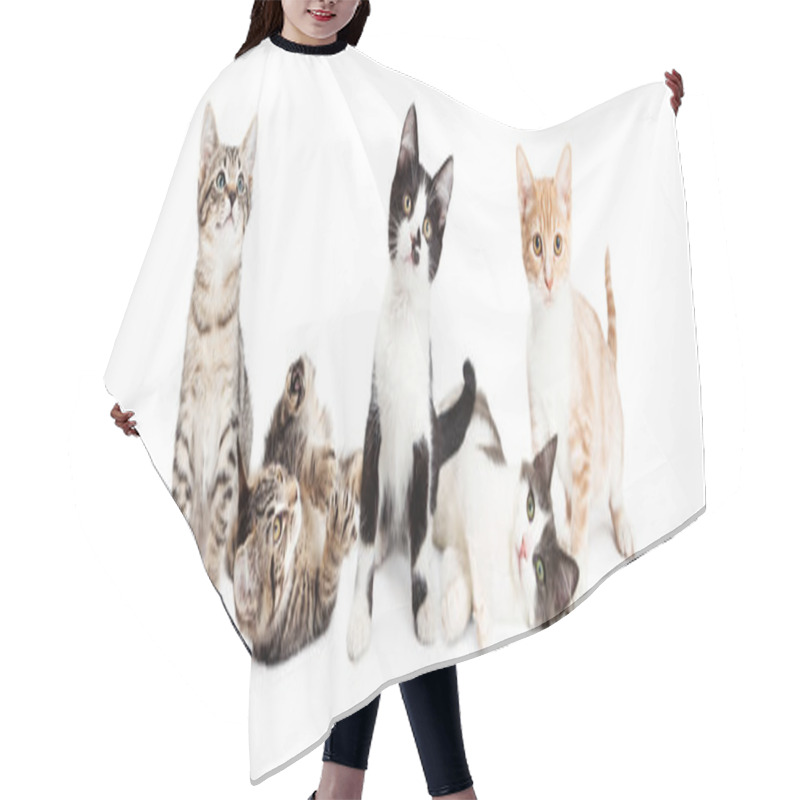 Personality  Cute Playful Kittens Hair Cutting Cape