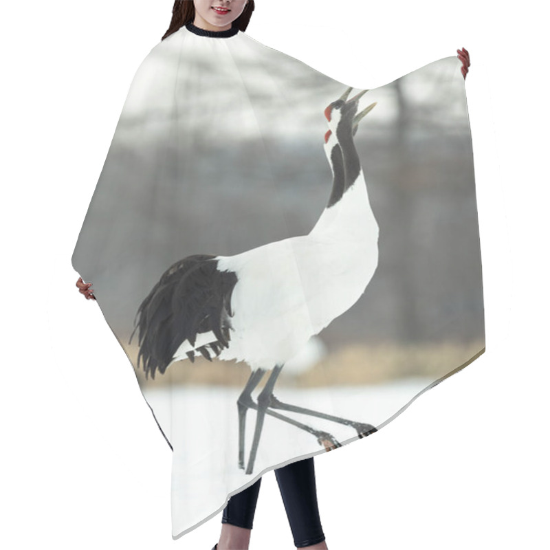 Personality  The Ritual Marriage Dance Of Cranes. The Red-crowned Cranes. Scientific Name: Grus Japonensis, Also Called The Japanese Crane Or Manchurian Crane, Is A Large East Asian Crane. Hair Cutting Cape