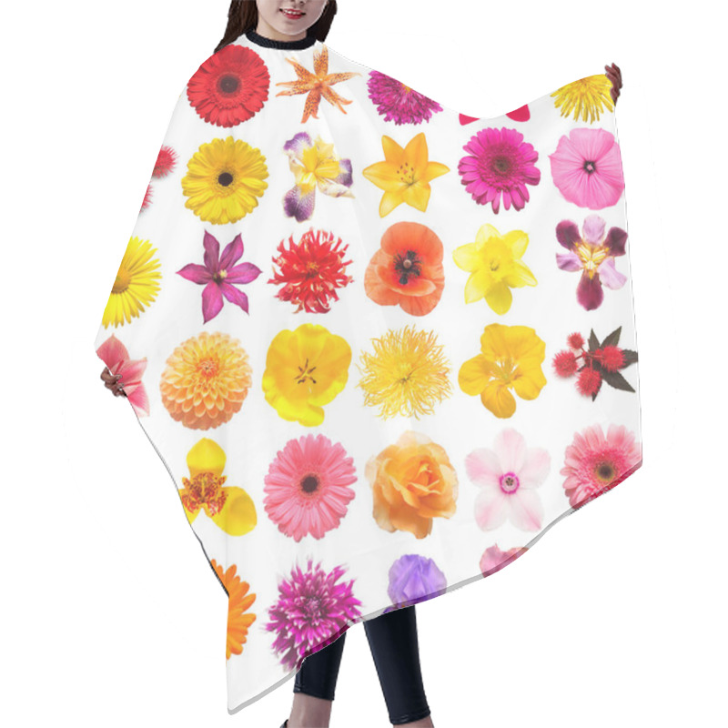 Personality  Collection Flowers Roses, Iris, Lily, Gerbera, Chrysanthemums, Dahlias, Cyclamen, Narcissus Isolated On A White Background. Creative Spring Composition, Easter, Valentine's Day. Flat Lay, Top View Hair Cutting Cape