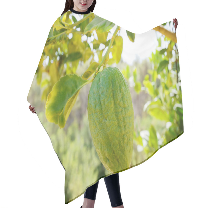 Personality  Etrog (citron) On A Branch Hair Cutting Cape