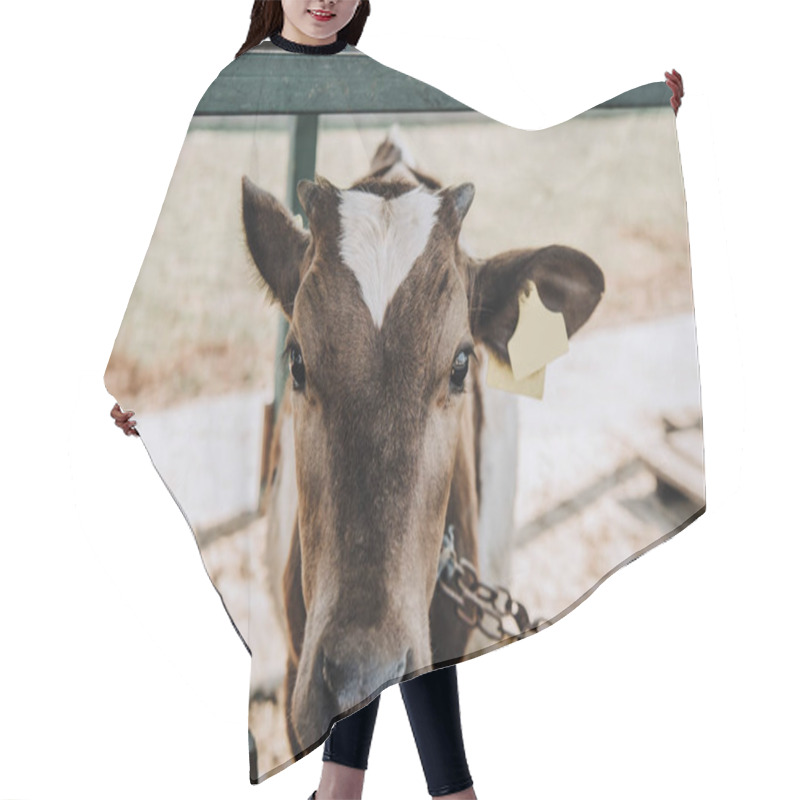 Personality  Portrait Of Adorable Little Calf Standing In Barn At Farm  Hair Cutting Cape