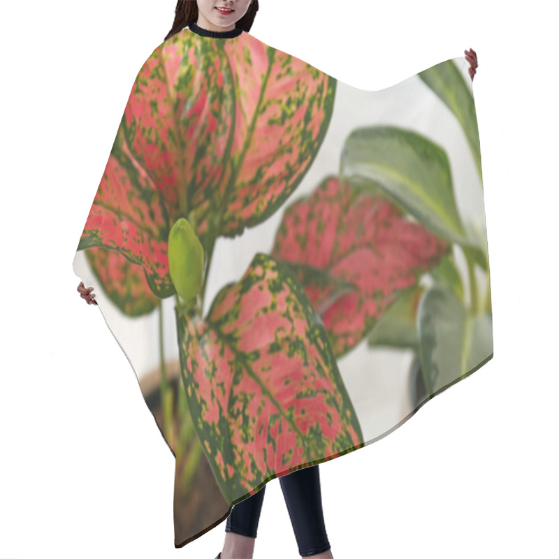 Personality  Exotic Houseplant With Beautiful Leaves On Light Background, Closeup Hair Cutting Cape