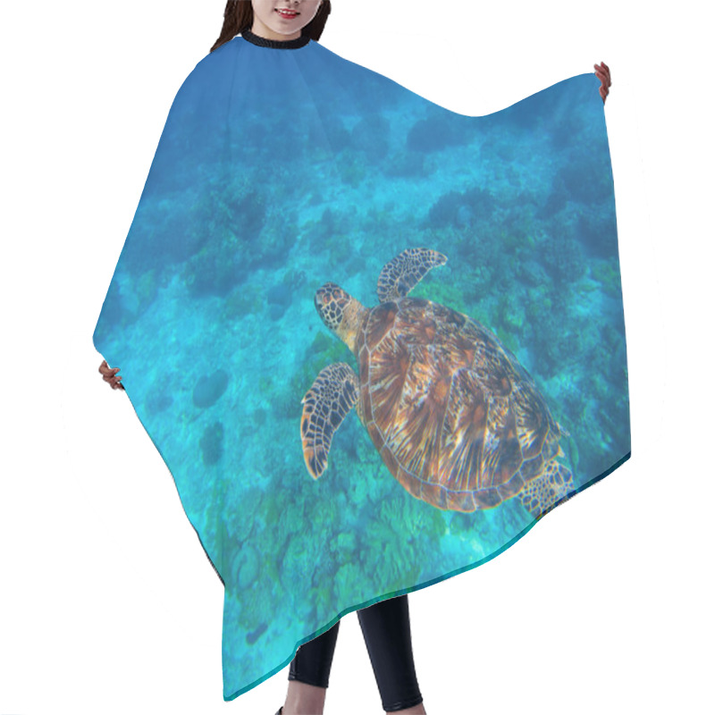 Personality  Sea Turtle In Clear Seawater Above Sand Seabottom. Tropical Sea Nature Of Exotic Island. Hair Cutting Cape