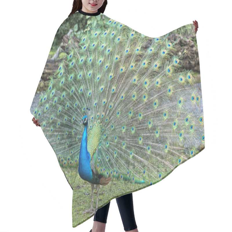 Personality  Peacock Bird Wonderful Feather Open Wheel Portrait  Hair Cutting Cape