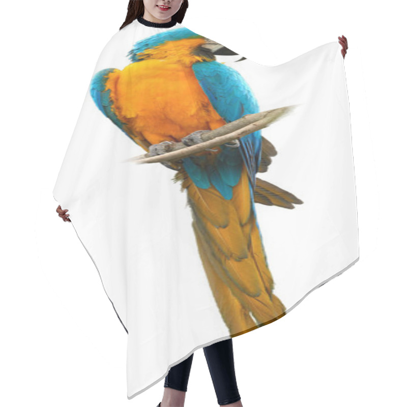 Personality  Isolated On White, Vertical Photo Of  Blue-and-yellow Macaw  Hair Cutting Cape