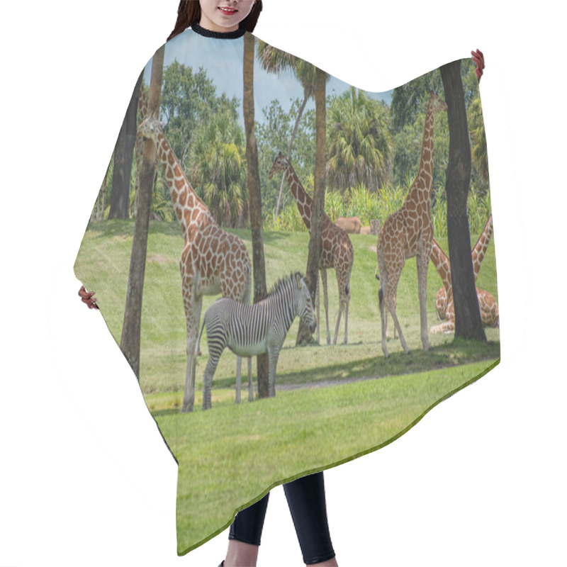 Personality  Tampa Bay , Florida. July 12, 2019 . Nice Giraffes And Zebra On Green Meadow At Busch Gardens (3) Hair Cutting Cape