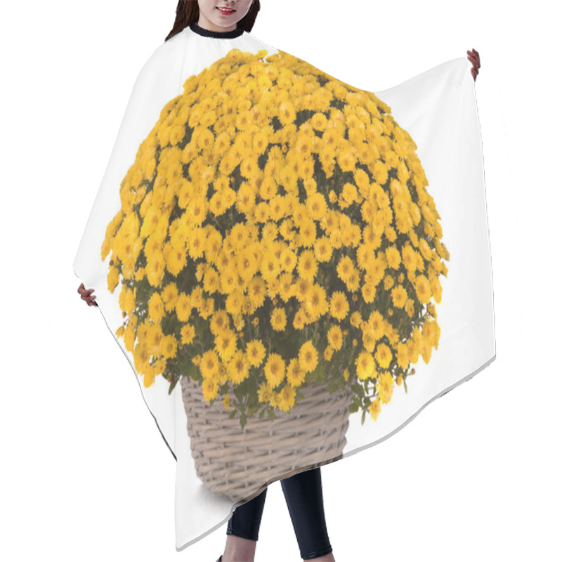 Personality  Chrysanthemum  Isolated On A White   Hair Cutting Cape