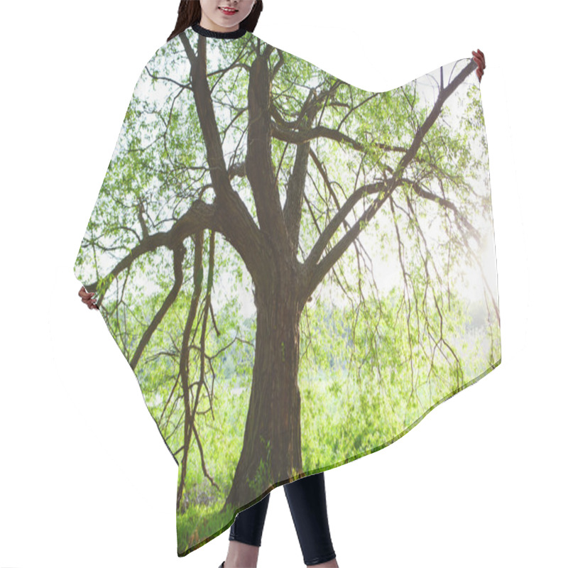 Personality  Spring Meadow With Big Tree With Fresh Green Leaves Hair Cutting Cape