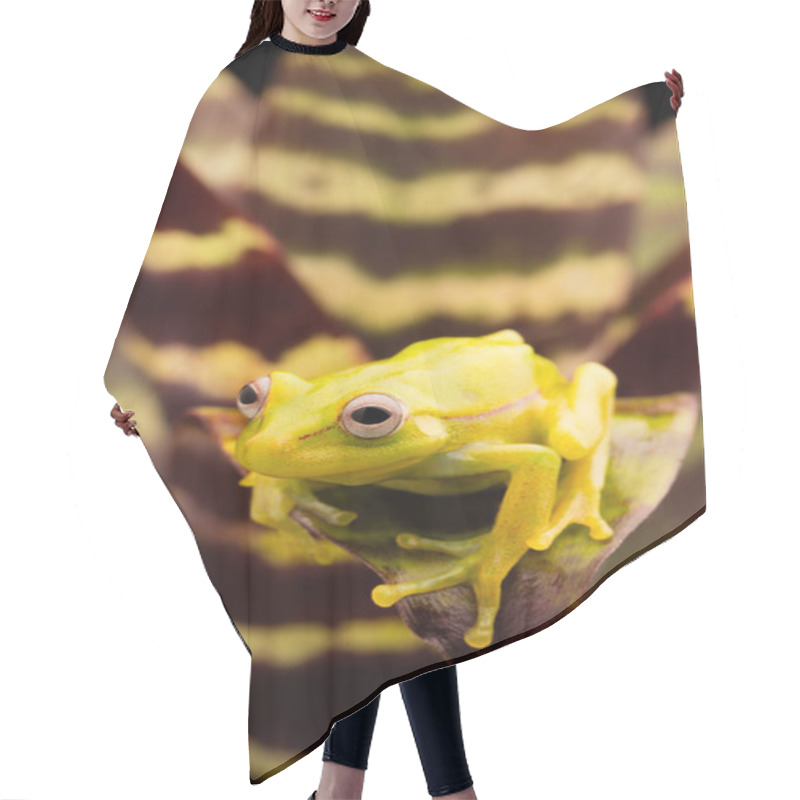 Personality  Polka Dot Tree Frog Hair Cutting Cape