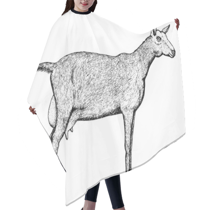 Personality  Zanean Goat Sketch In Black Line Graphic Style Isolated On White Hair Cutting Cape