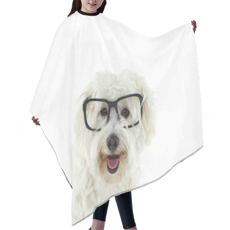 Personality  HAPPY MALTESE BICHON WEARING BLACK GLASSES STICKING OUT TONGUE. ISOLATED ON WHITE BACKGROUND Hair Cutting Cape