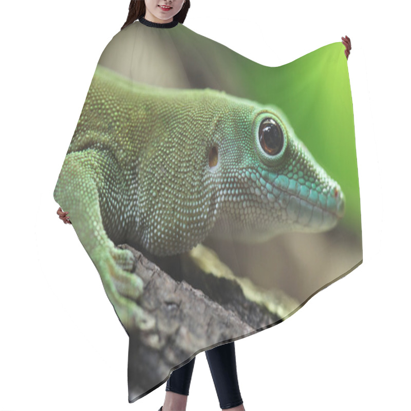 Personality  Wild Koch's Giant Day Gecko Hair Cutting Cape