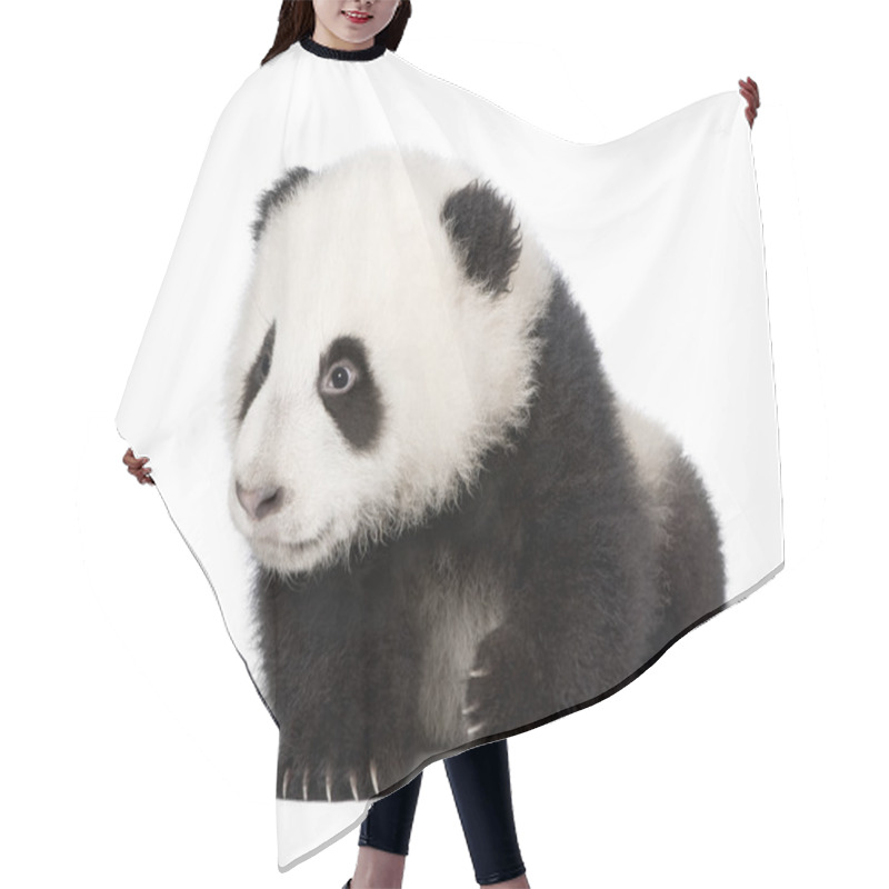 Personality  Giant Panda, Ailuropoda Melanoleuca, 4 Months Old, In Front Of A White Background, Studio Shot Hair Cutting Cape