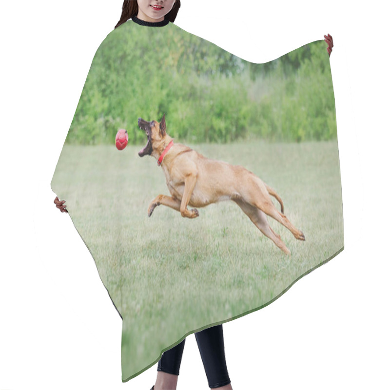 Personality  Belgian Shepherd Malinois Dog Hair Cutting Cape