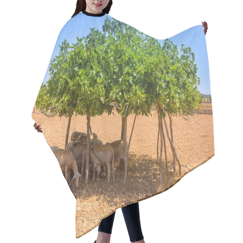 Personality  Flock Of Sheep Under Fig Tree Shadow On Summer Hair Cutting Cape