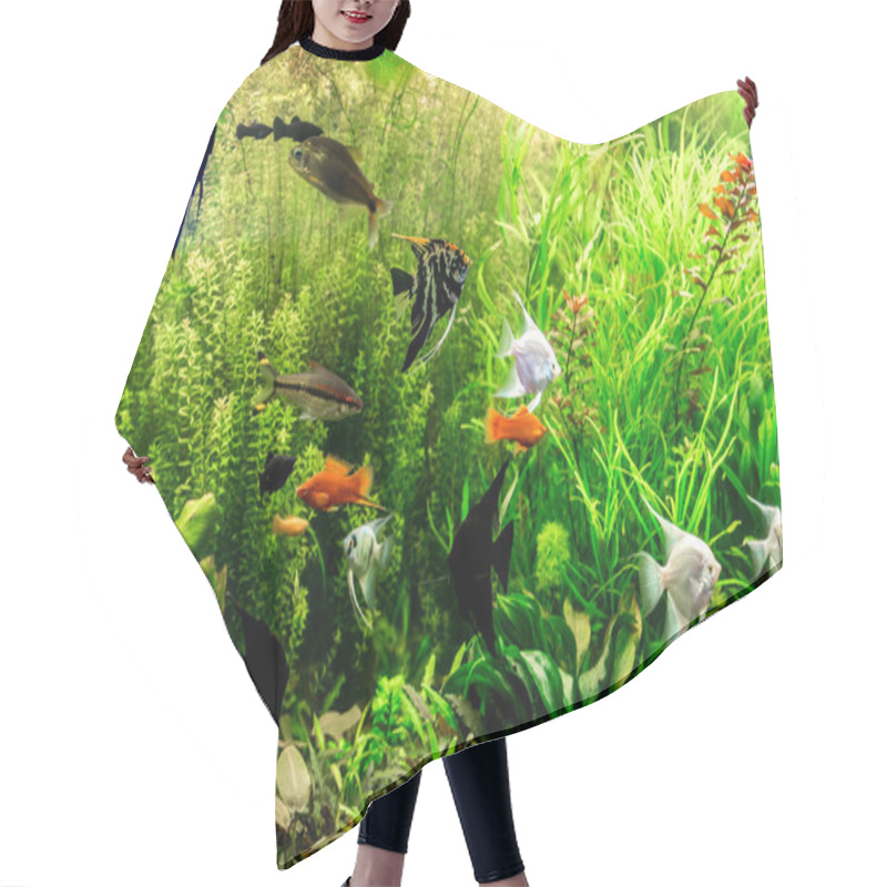 Personality  Ttropical Freshwater Aquarium With Fishes Hair Cutting Cape