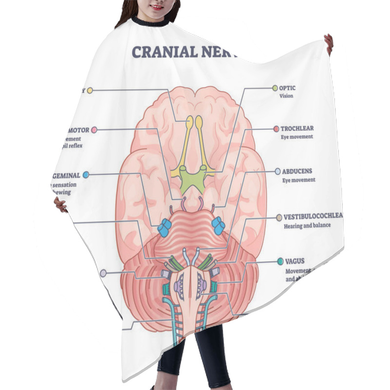 Personality  Cranial Nerves Pairs With Anatomical Sensory Functions In Outline Diagram Hair Cutting Cape