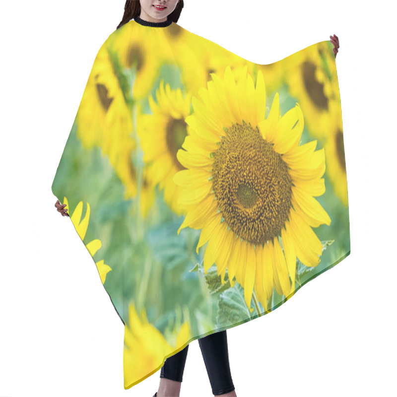 Personality  A Sunflower Field Captured In Perfect Detail, Highlighting The Brightness And Vivid Colors Of Each Blooming Flower Hair Cutting Cape