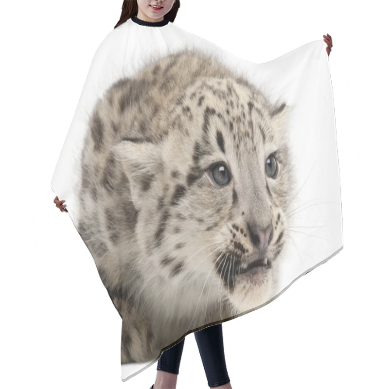 Personality  Snow Leopard, Uncia Uncia Or Panthera Uncial, 2 Months Old, In Front Of White Background Hair Cutting Cape