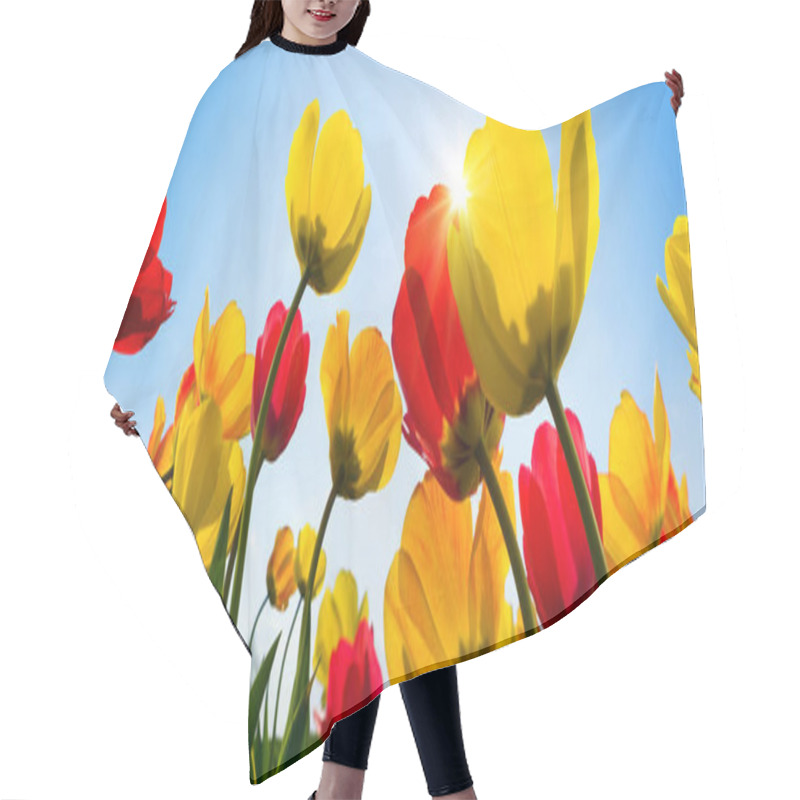 Personality  Beautiful Red And Yellow Tulips Greeting The Sun Hair Cutting Cape