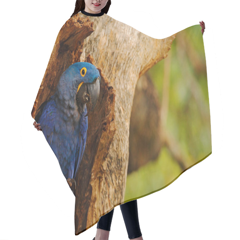 Personality  Big Blue Parrot Hyacinth Macaw Hair Cutting Cape