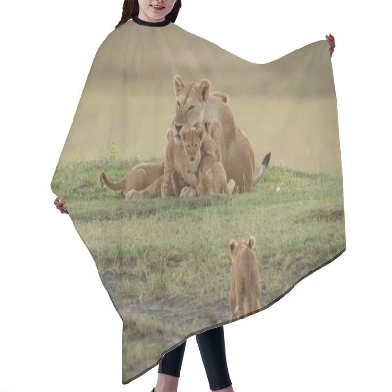 Personality  Lion Cub Approaches Siblings Climbing On Mother Hair Cutting Cape