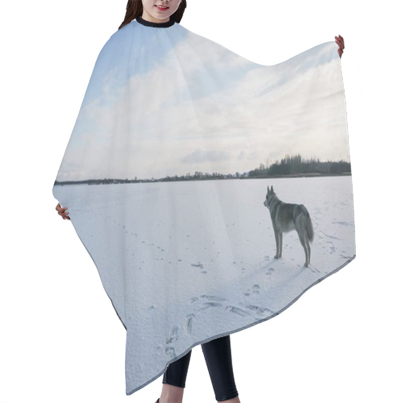 Personality  Malamute Dog On Snowy Field Hair Cutting Cape