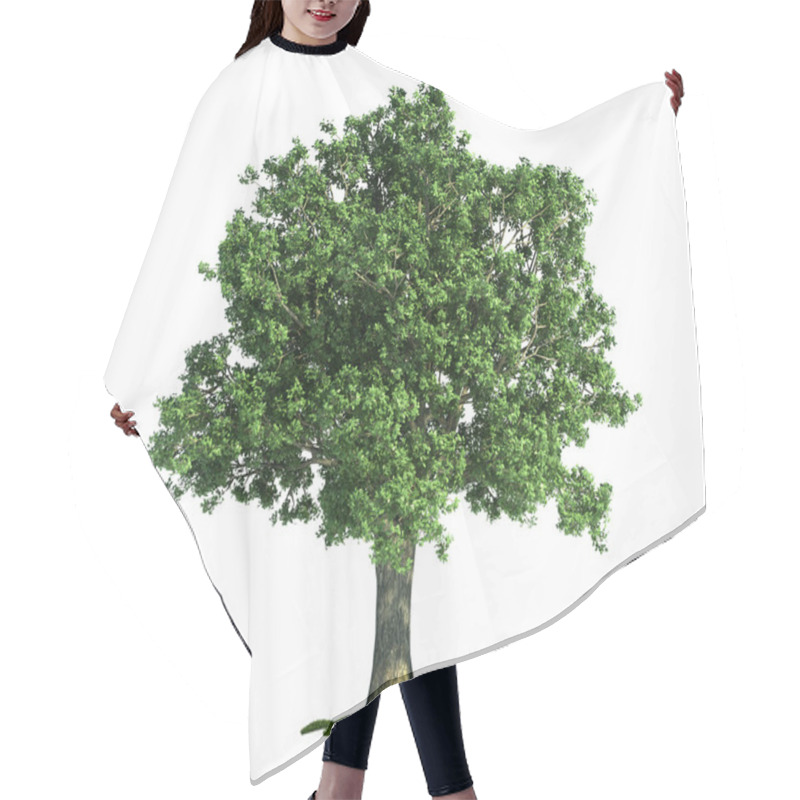 Personality  Isolated Tree On White, Oak (Quercus) Hair Cutting Cape