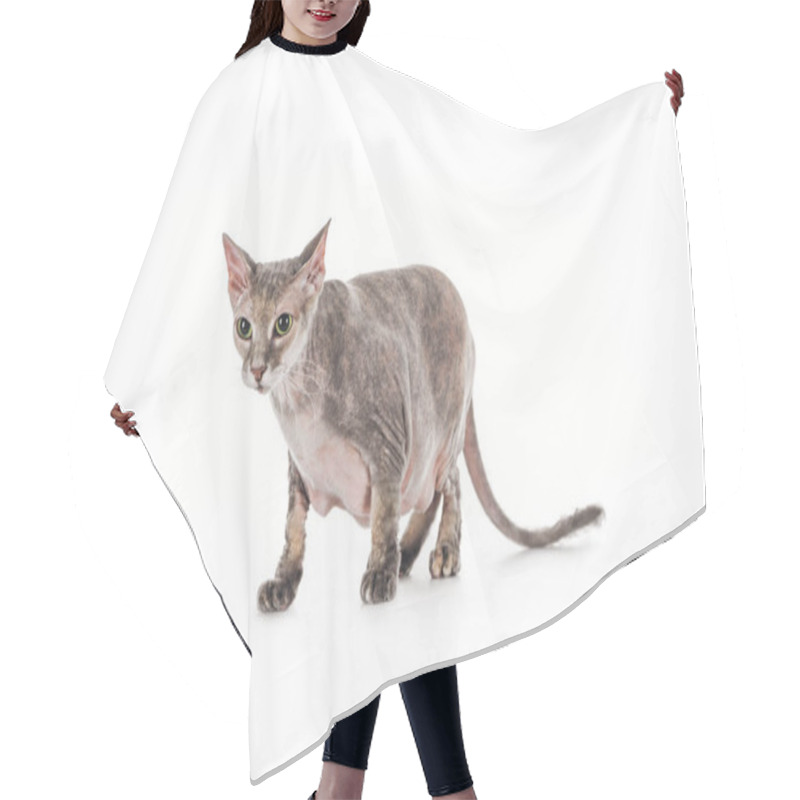 Personality  Scared Domestic Grey Sphynx Cat Standing Isolated On White Hair Cutting Cape