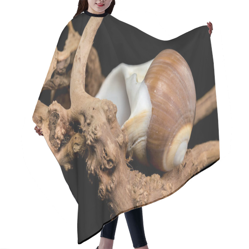 Personality  A Polished Brown Moon Snail Shell With Subtle Cream And White Spirals, Resting Elegantly On Textured Driftwood Against A Stark Black Background, Showcasing Its Natural Beauty And Smooth Finish Hair Cutting Cape