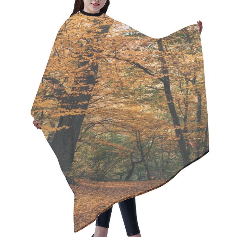 Personality  Autumn Forest With Yellow Leaves On Tree Twigs Hair Cutting Cape